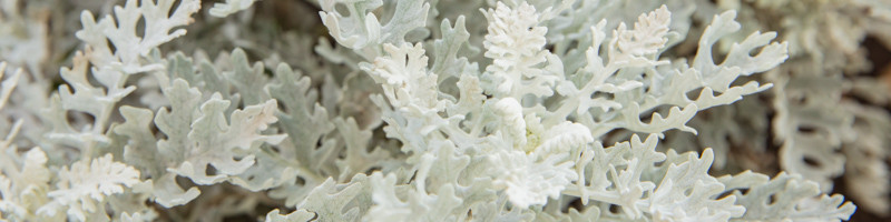 Dusty Miller, Senecio cineraria